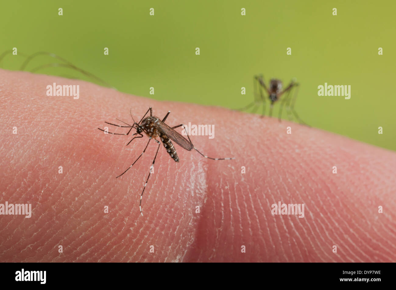 Mordre sur la peau humaine afin de recueillir du sang nécessaire pour faire une eggbatch, transmettant des maladies comme la dengue ou la fièvre jaune dans la présente loi. Banque D'Images