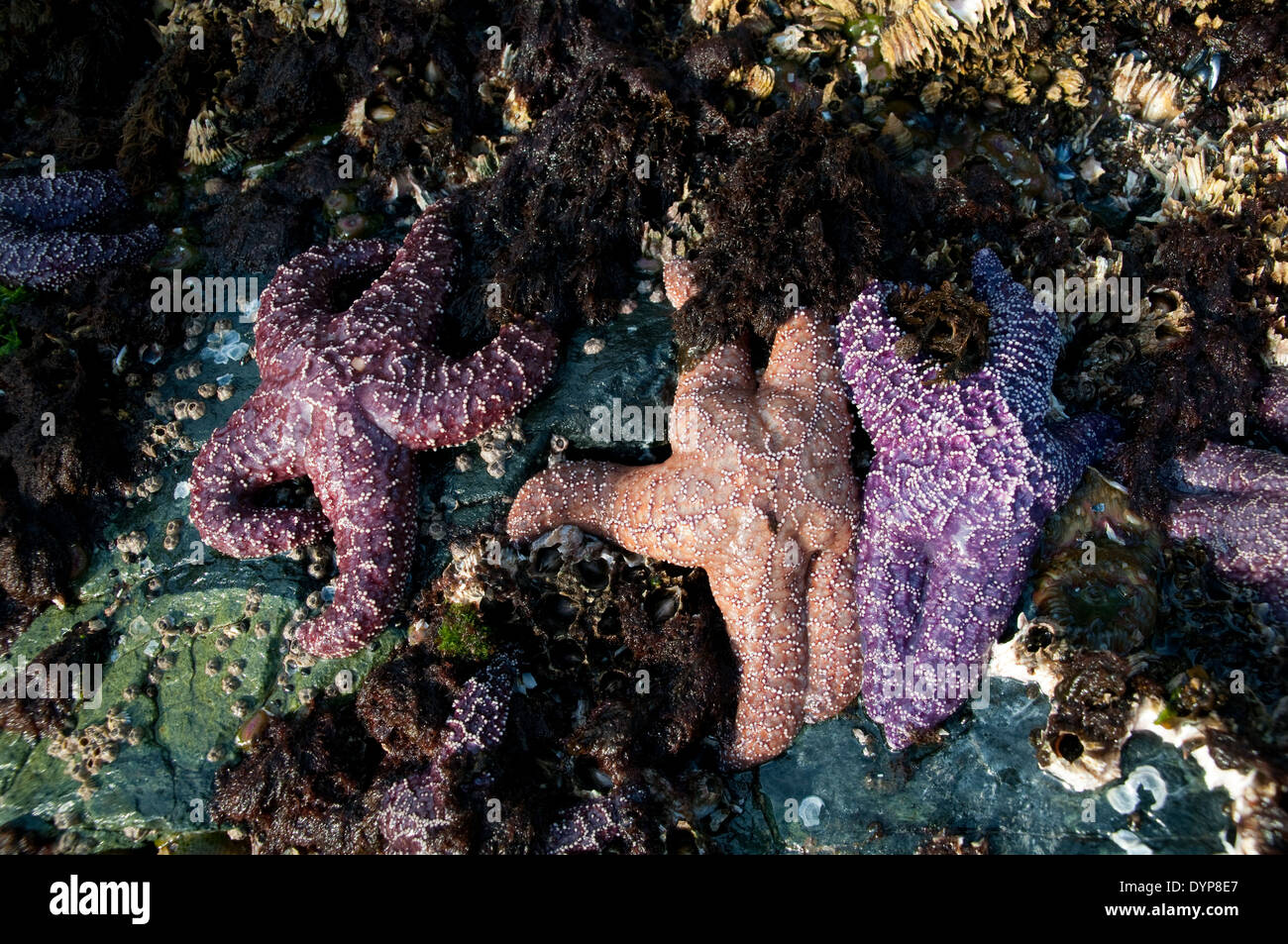 Groupe d'étoiles de mer colorées sur des roches couvertes de barnacle dans une zone intertidale de l'océan Pacifique dans la forêt tropicale du Grand Ours, Colombie-Britannique, Canada. Banque D'Images