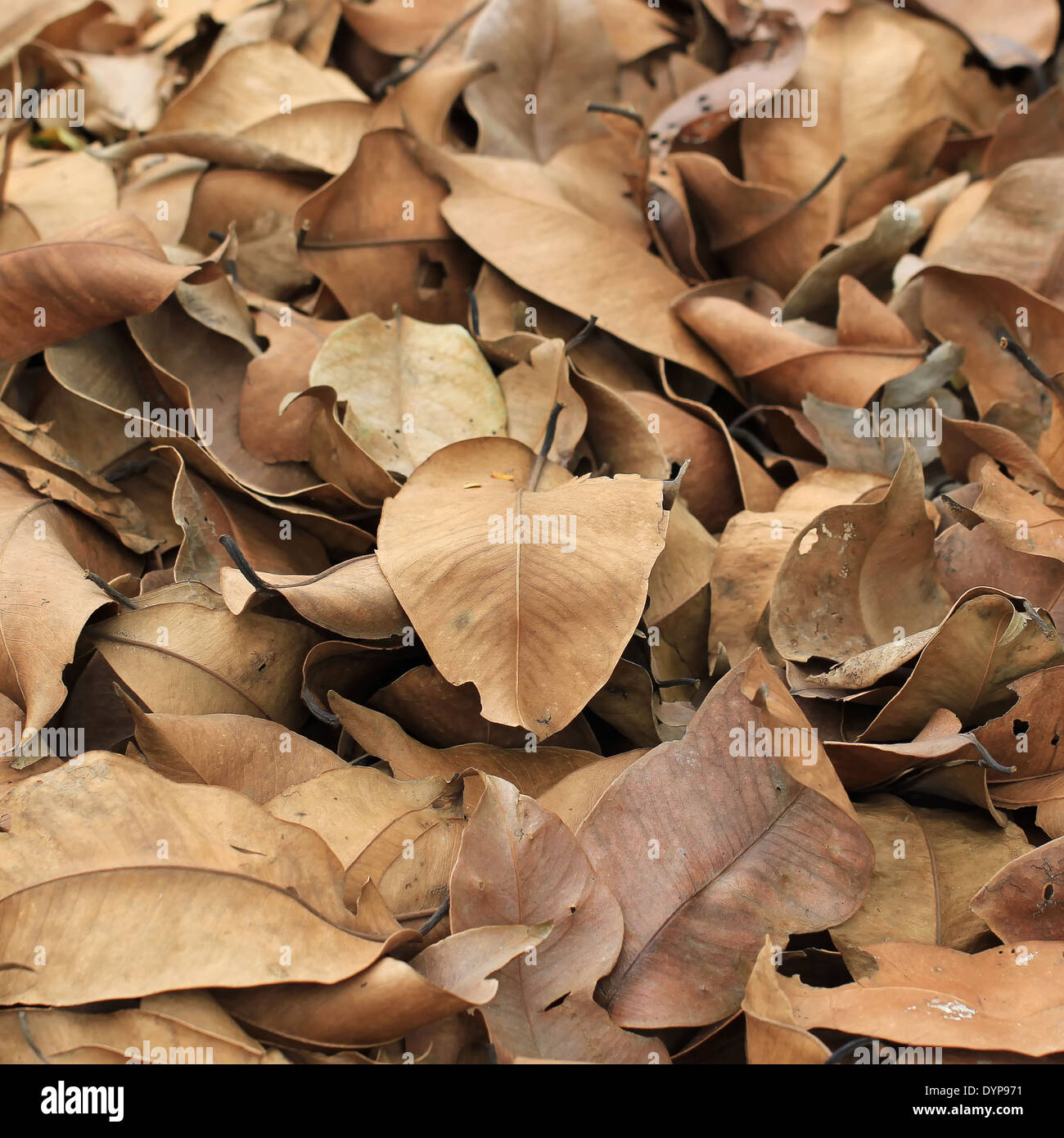 Beaucoup de feuilles sèches sur le sol Banque D'Images