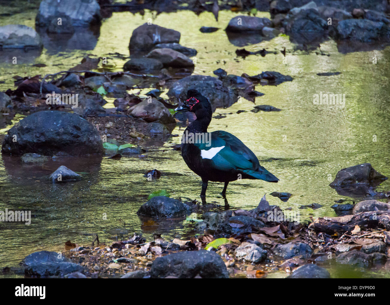 Un canard de Barbarie sauvage (Cairina moschata) à un ruisseau peu profond. Parc National Carara, Costa Rica. Banque D'Images