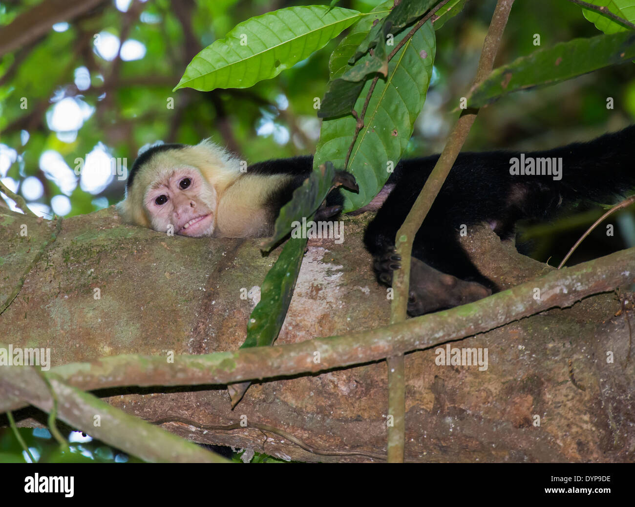 Un singes capucins à face blanche (Cebus capucinus) reposant sur une branche dans la forêt. Costa Rica. Banque D'Images