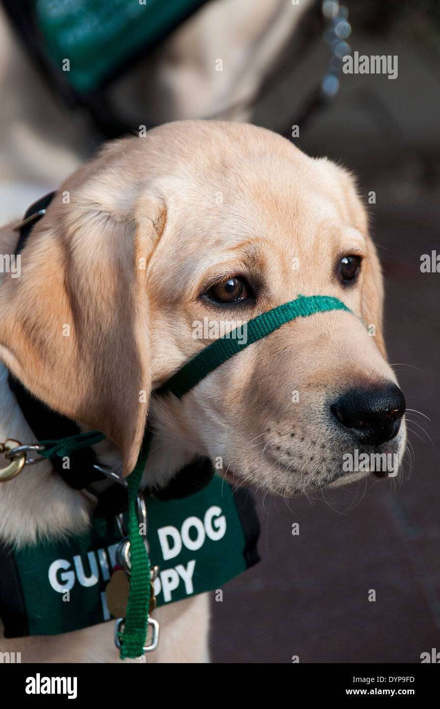 Chiot Labrador jaune chien-guide dans la formation Banque D'Images