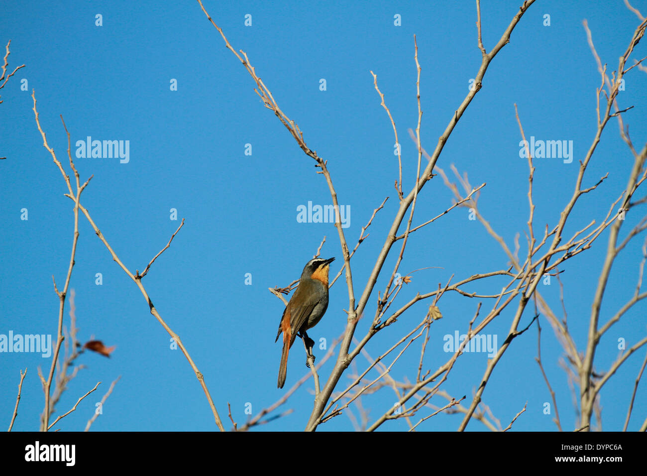 Robin cap-chat (Cossypha caffra) oiseau dans un arbre. Banque D'Images