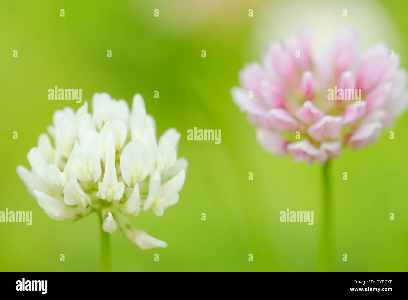Trèfle blanc Trifolium repens, fleurs, Pays de Galles, Royaume-Uni Banque D'Images