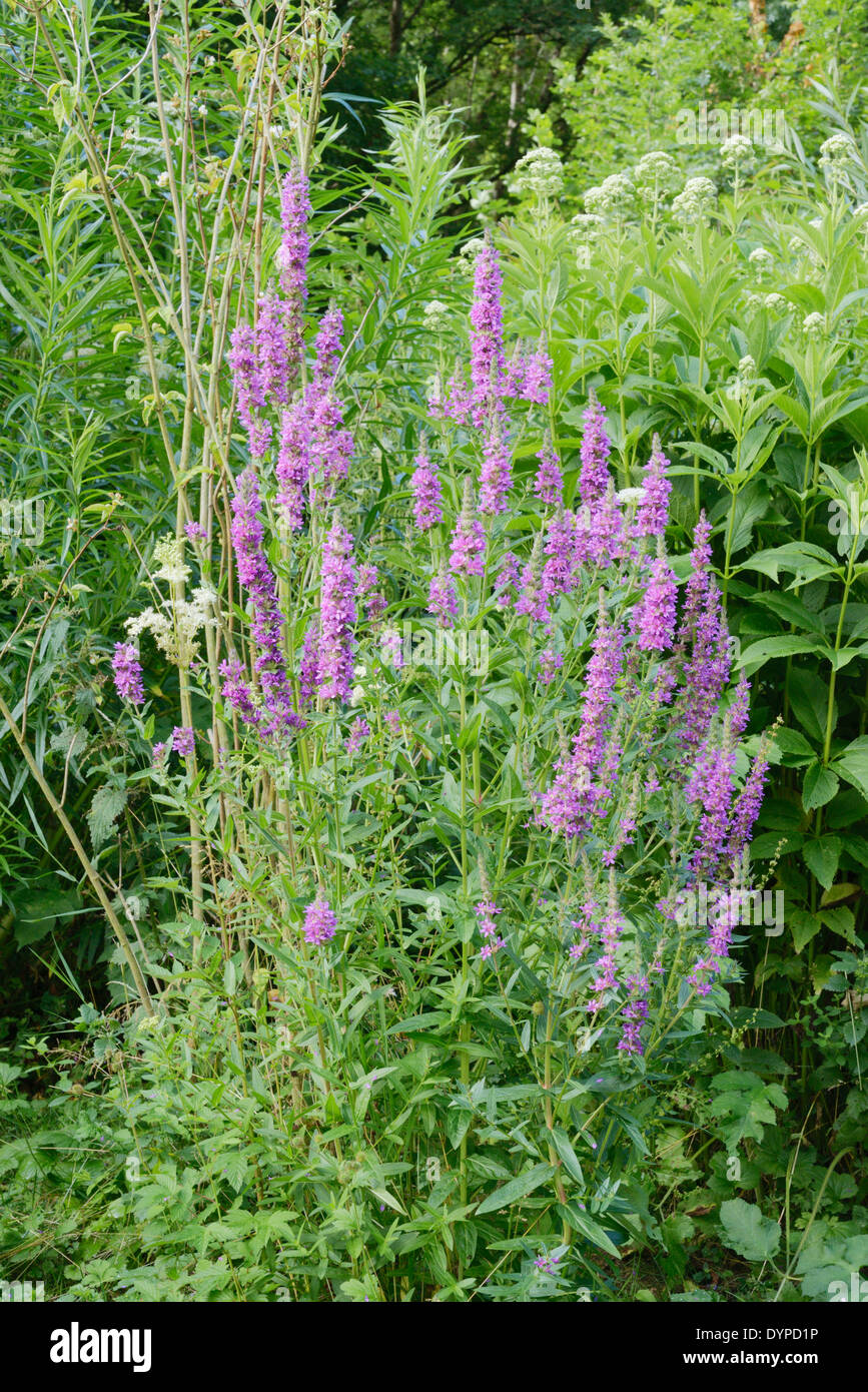 La salicaire pourpre, Lythrum salicaria, Pays de Galles, Royaume-Uni Banque D'Images