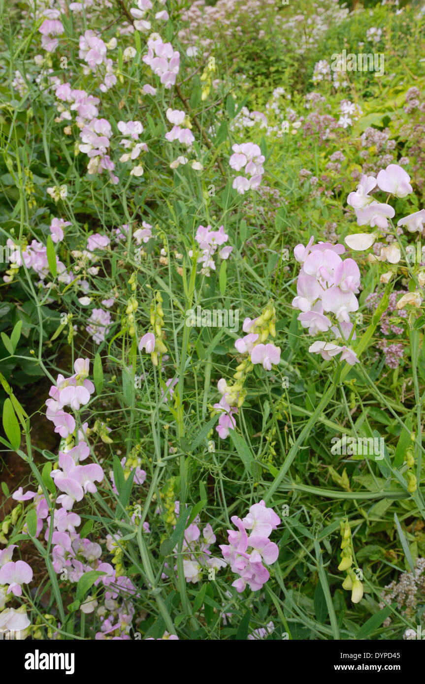 Lathyrus latifolius, Pois de éternelle, au Pays de Galles, Royaume-Uni. Banque D'Images