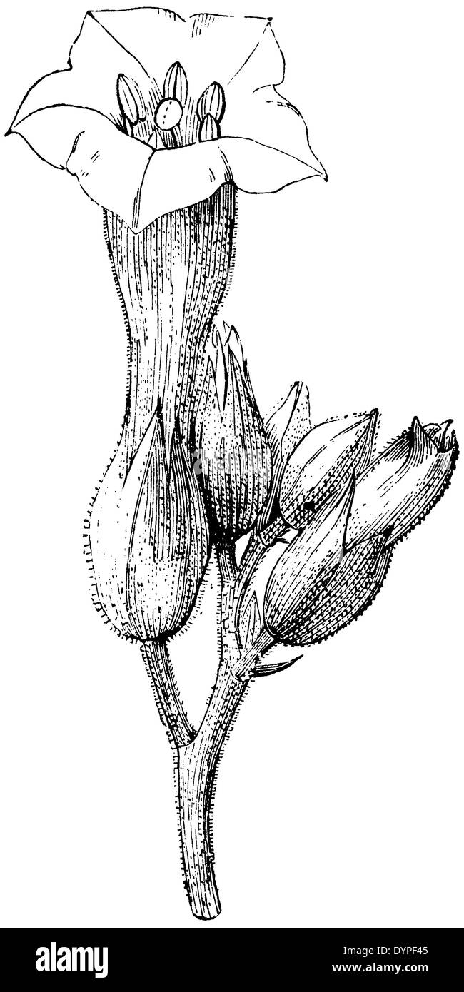 fleur de tabac Banque D'Images