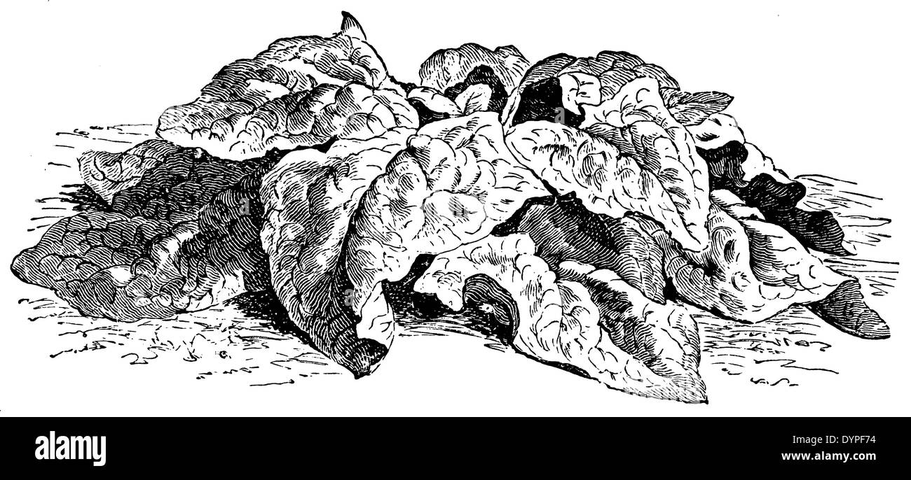 Viroslay les épinards Banque D'Images