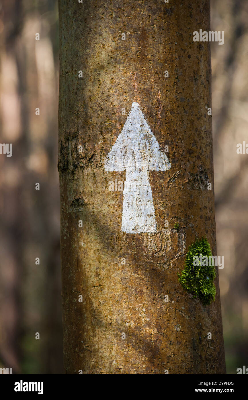 Flèche de signalisation peint sur un arbre Banque D'Images