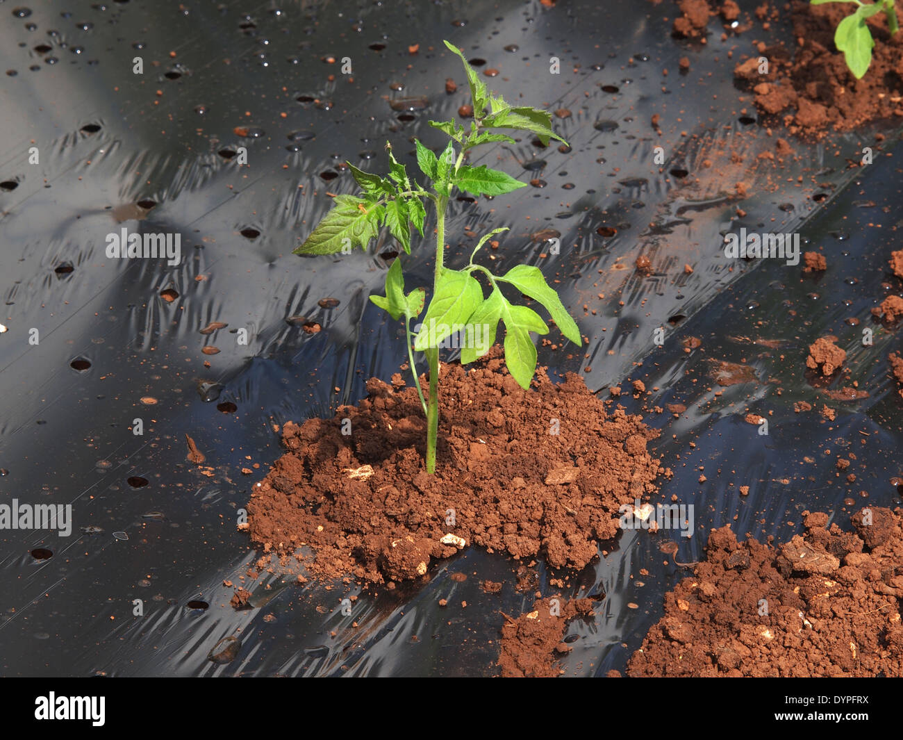 Une plantation de semis de tomates Banque D'Images