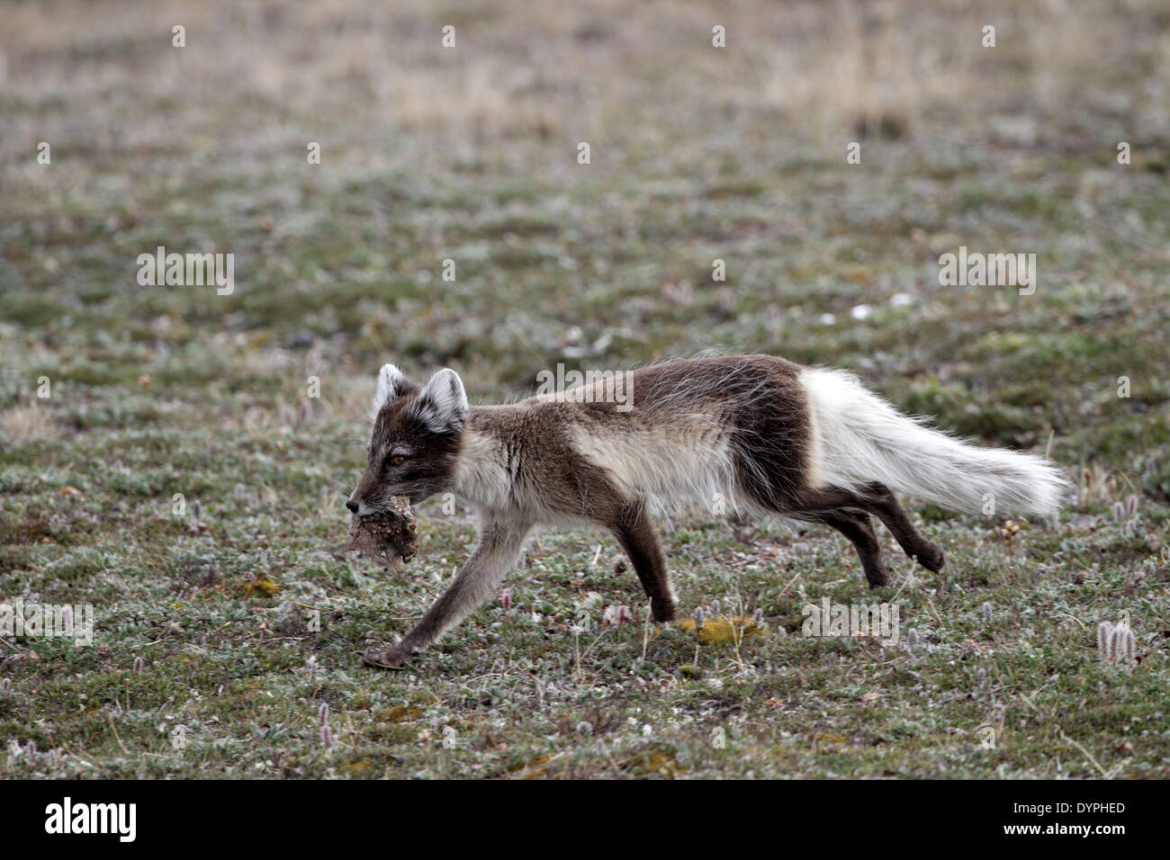 Le renard arctique, Vulpes lagopus vixen, ramenant la nourriture aux oursons Banque D'Images