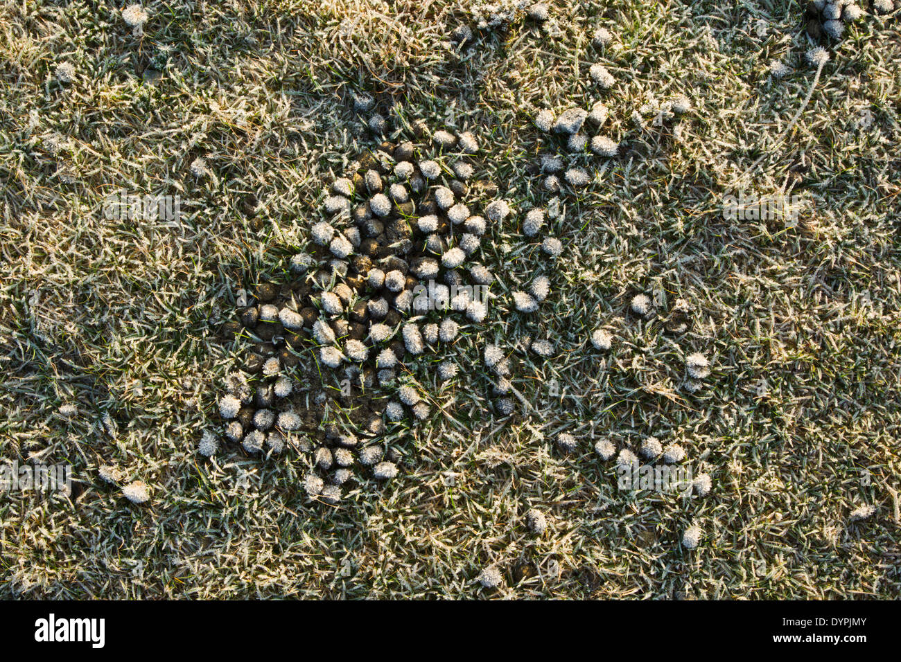 Les crottes de lapin sauvage (Oryctolagus cuniculus) couché sur l'herbe couverte de givre dans le North York Moors National Park Banque D'Images