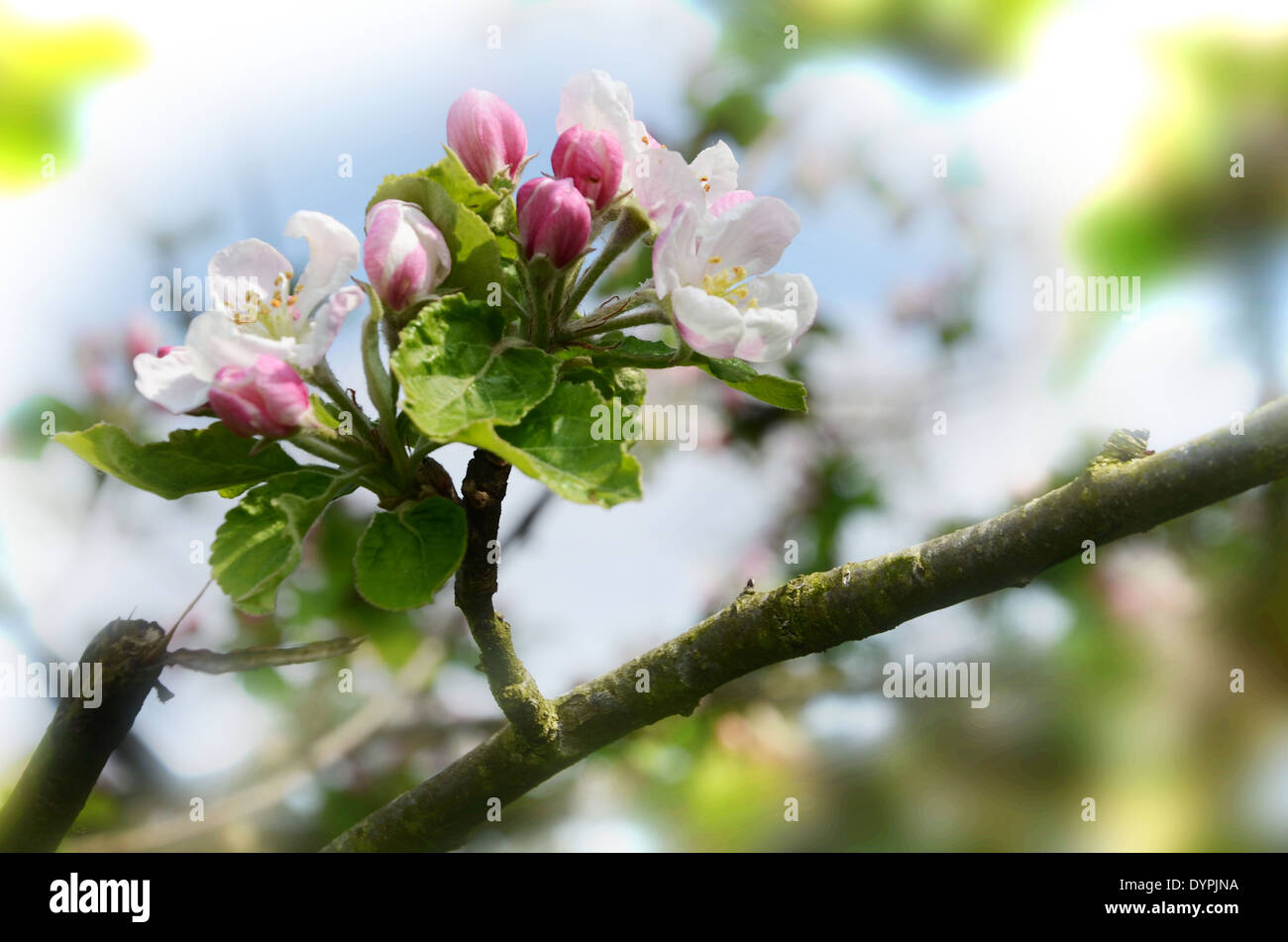 Détail de fleur de cerisier rose et blanc Banque D'Images