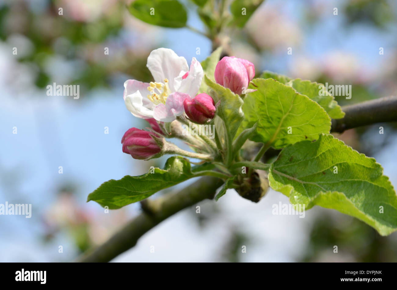 Détail de fleur de cerisier rose et blanc Banque D'Images