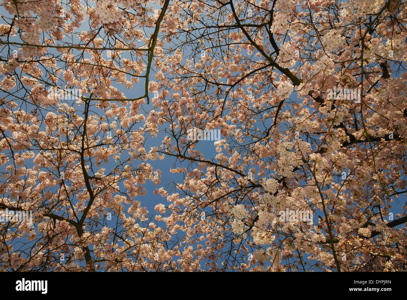 Fleur de cerisier au printemps sous un ciel bleu Banque D'Images