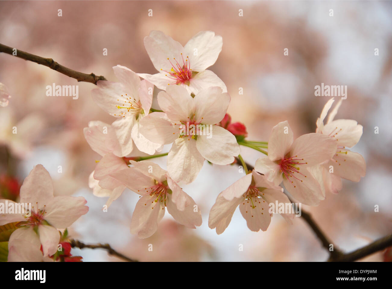 Détail de fleur de cerisier rose et blanc Banque D'Images