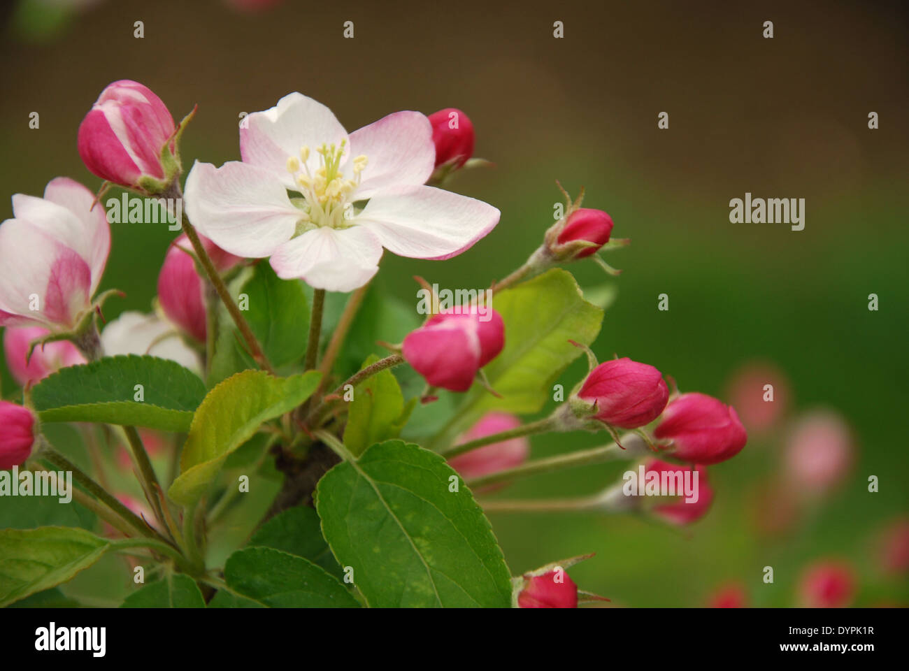 Détail de fleur de cerisier rose et blanc Banque D'Images