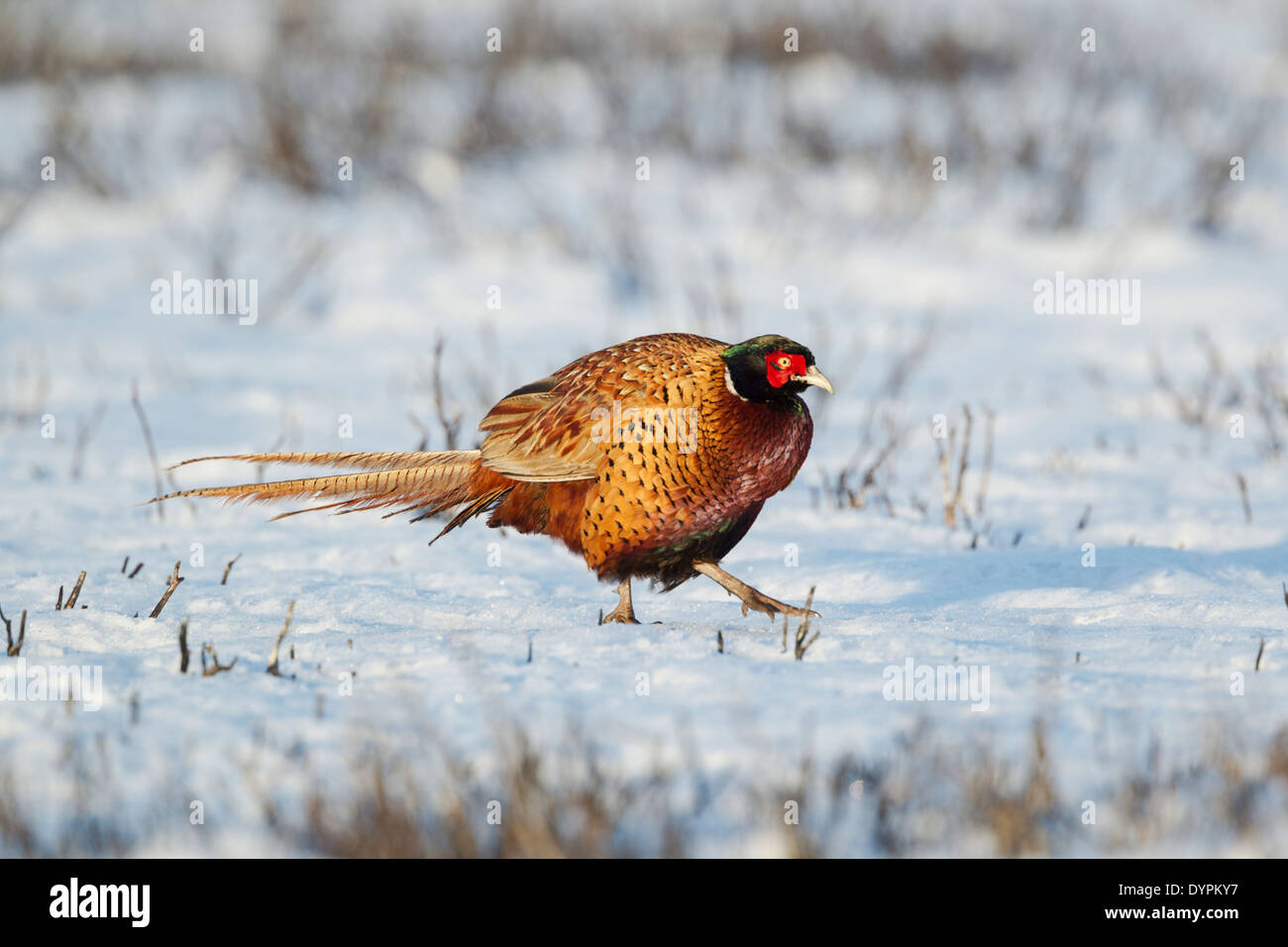 Le faisan commun Phasianus colchicus, nom latin, randonnée pédestre sur neige couverts de lande Banque D'Images