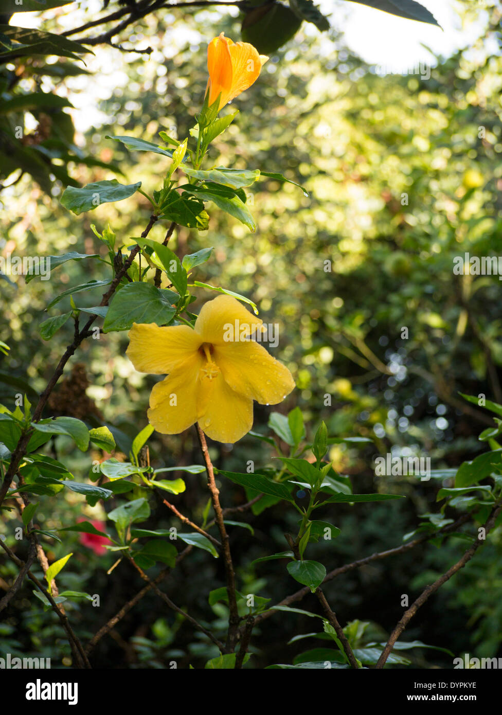 Hibiscus jaune dans un jardin ombragé salon Banque D'Images