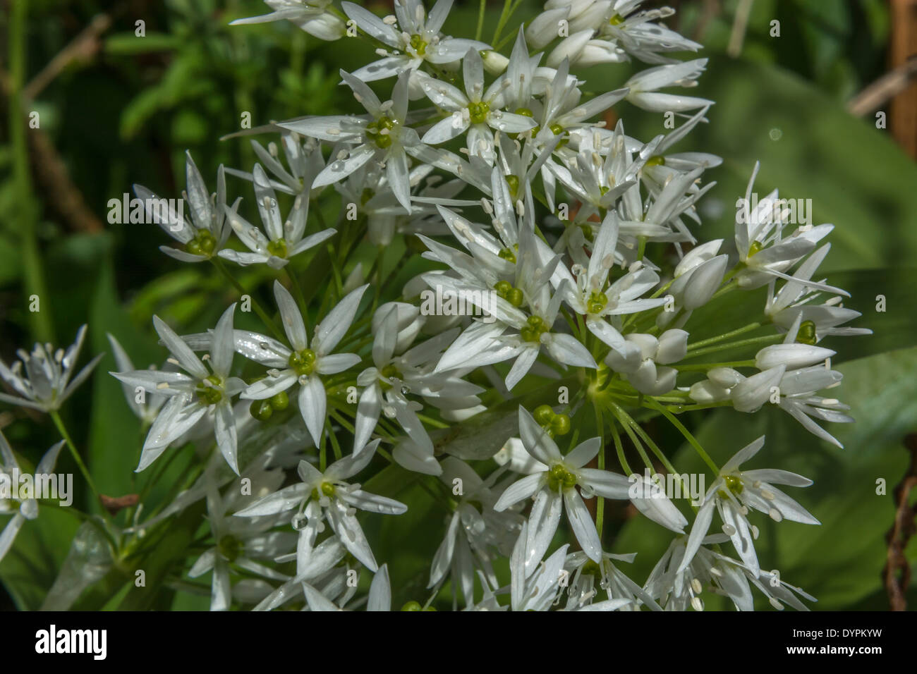 Close-up de Ramsons / ail sauvage / Allium ursinum fleurs. Nourriture et la restauration sur le concept sauvages. Banque D'Images
