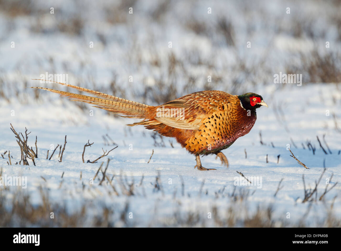 Le faisan commun Phasianus colchicus, nom latin, randonnée pédestre sur neige couverts de lande Banque D'Images