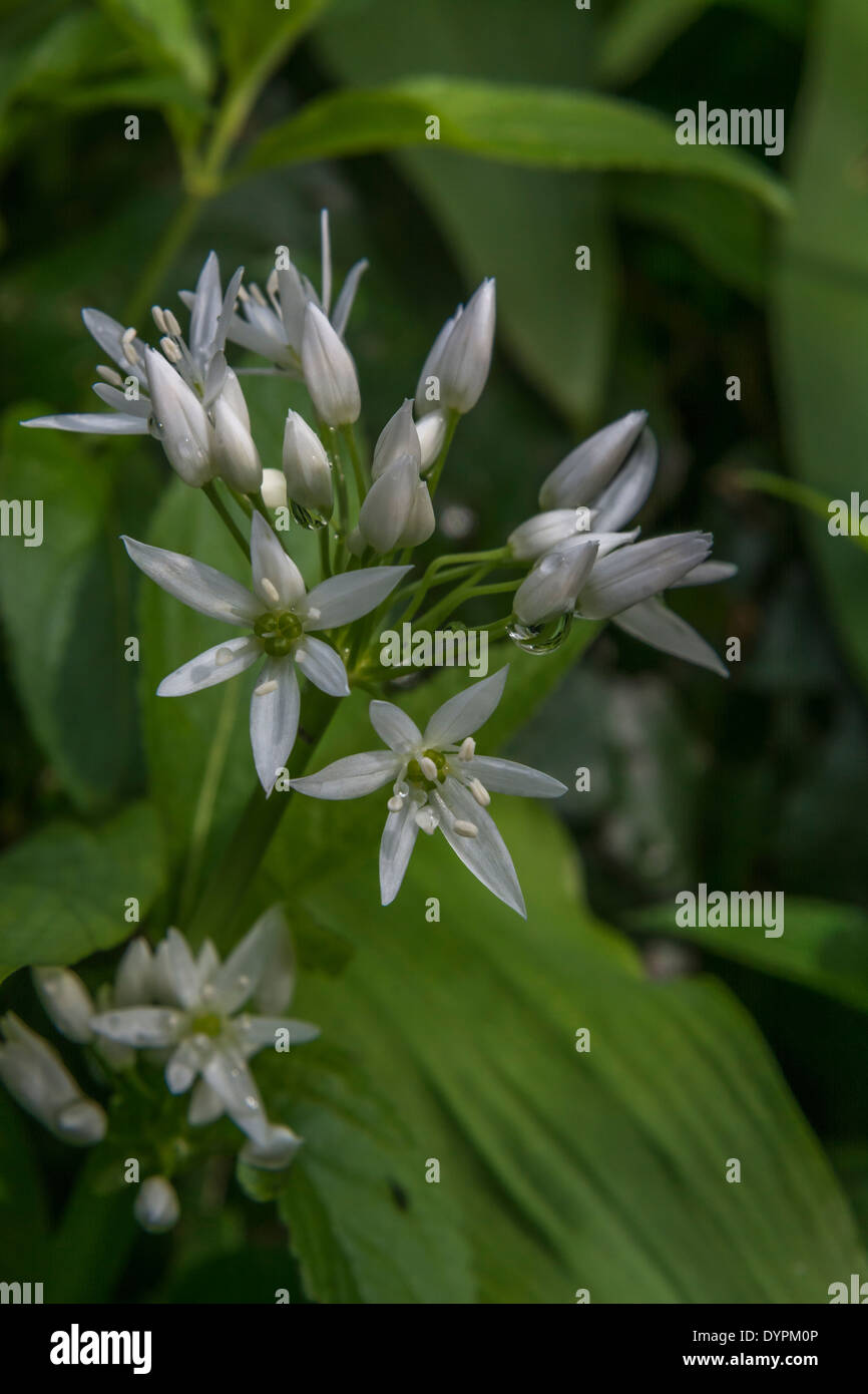 Close-up de l'ail des ours Allium ursinum / Ramsons / fleurs. Nourriture et la restauration sur le concept sauvages. Banque D'Images
