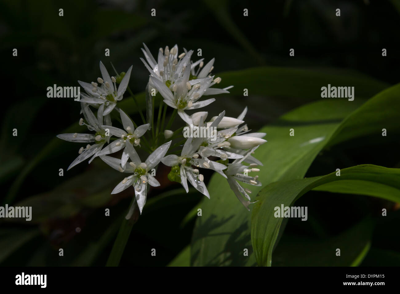 Close-up de l'ail des ours Allium ursinum / Ramsons / fleurs. Nourriture et la restauration sur le concept sauvages. Banque D'Images