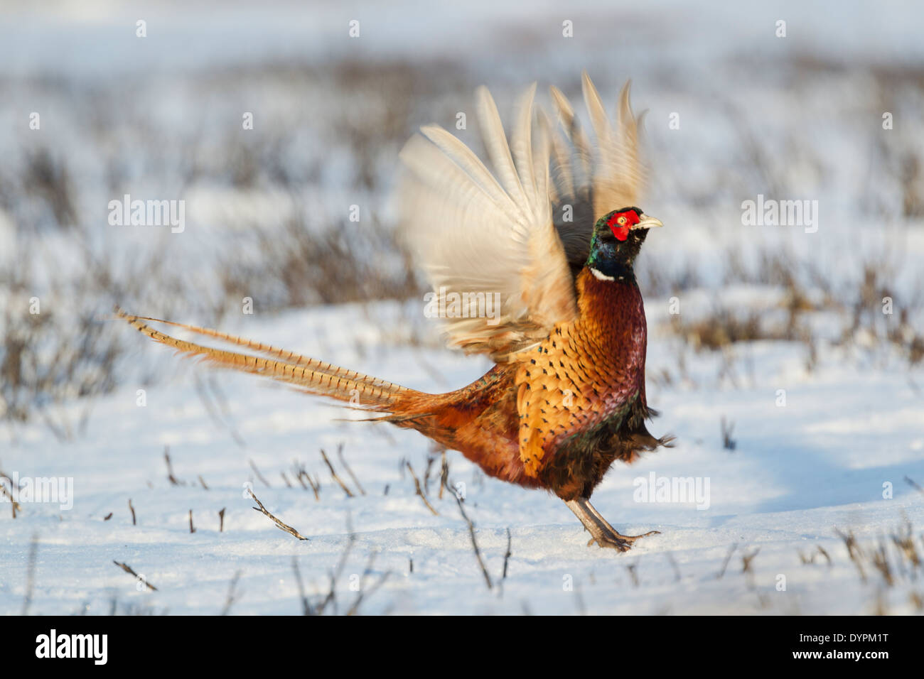 Le faisan commun Phasianus colchicus, nom latin, sur les ailes battantes de landes couvertes de neige montrant le comportement d'affichage Banque D'Images