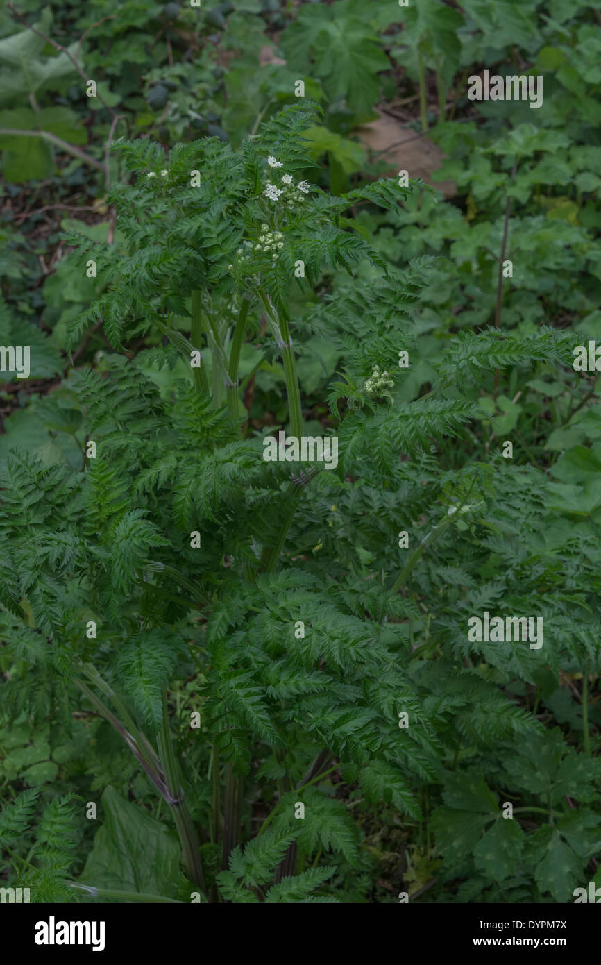 Cow parsley Anthriscus sylvestris / fleurs et feuillage [Avril]. Banque D'Images