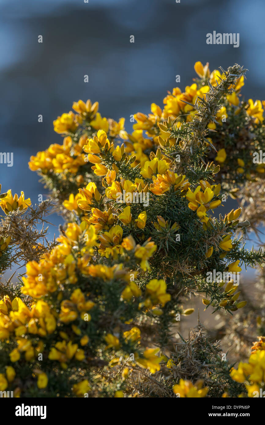 L'ajonc, nom latin Ulex europaeus, montrant d'arbustes fleurs jaune vif et piquant d'épines Banque D'Images