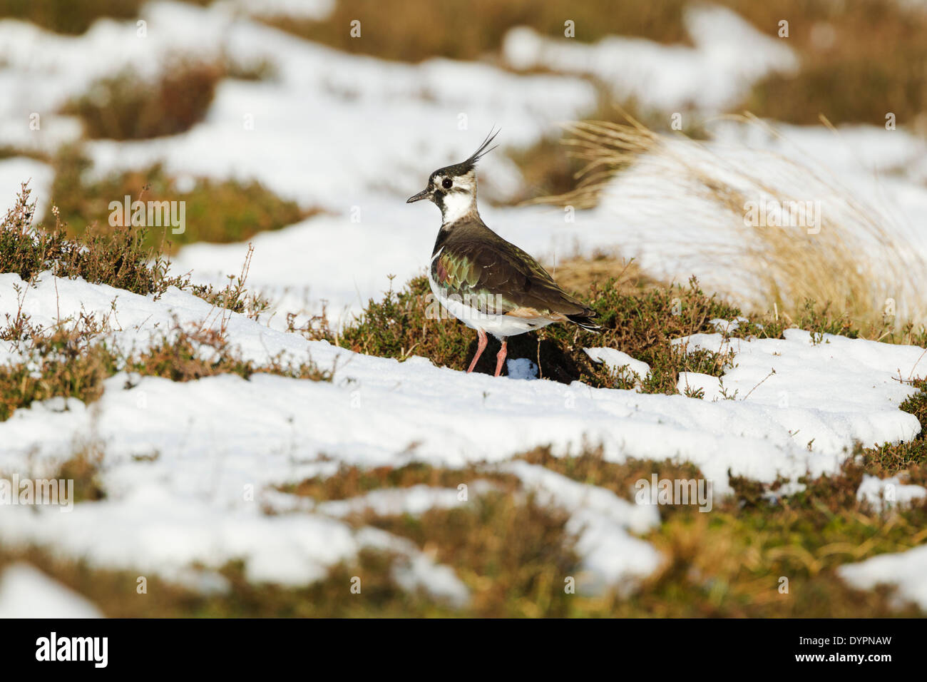 Le nord de sociable (Vanellus vanellus) Comité permanent sur les landes de bruyère et de plaques de neige Banque D'Images