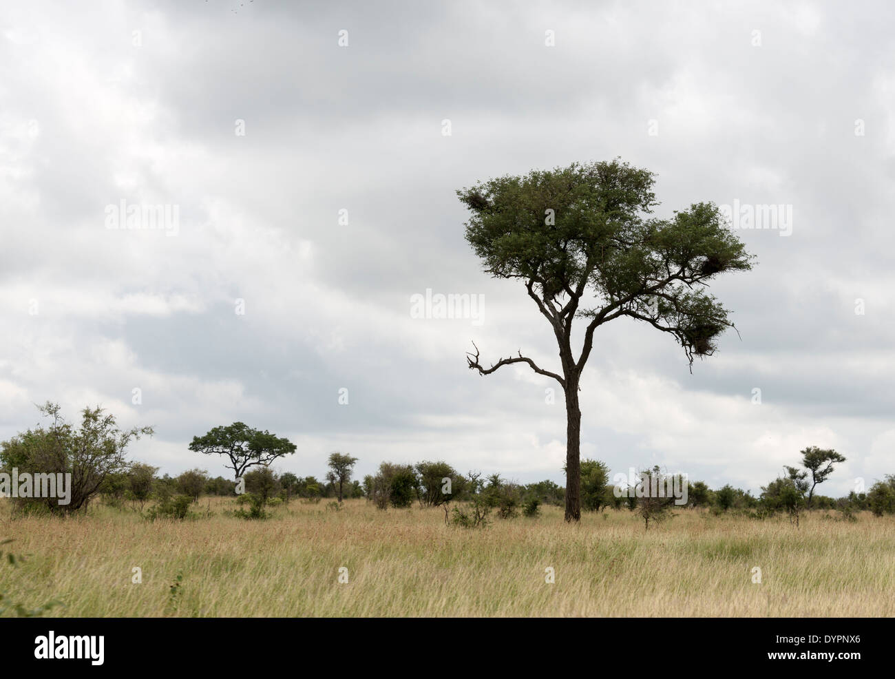 Arbre et la nature dans le parc national Kruger en Afrique du Sud Banque D'Images