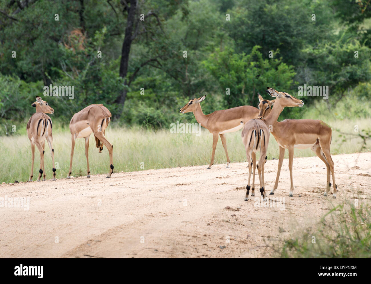 Groupe d'impalas parc national Kruger en Afrique du Sud Banque D'Images