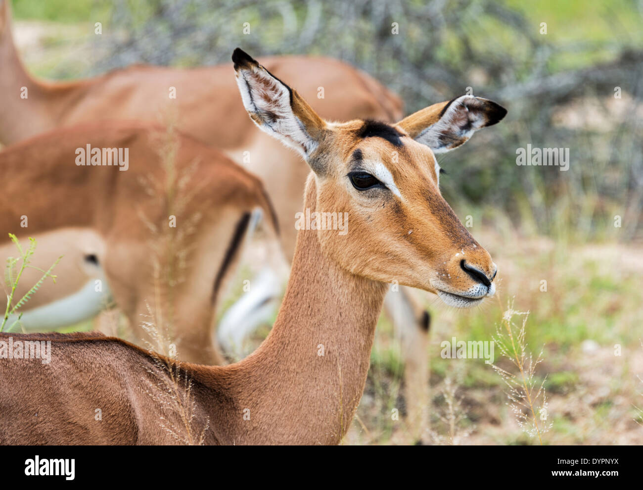 Impala femelle parc national Kruger en Afrique du Sud Banque D'Images