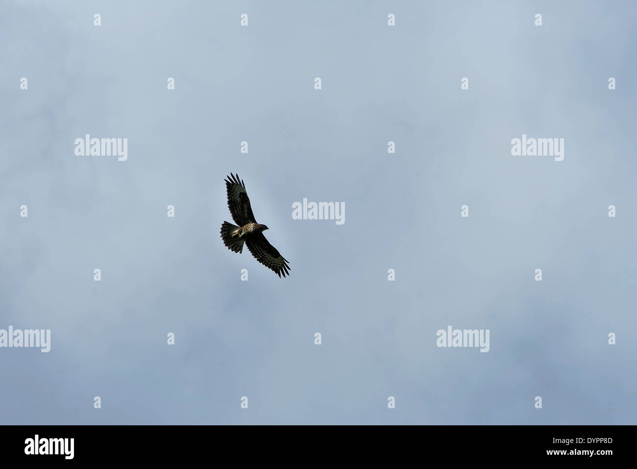 Vol à buzzard unique aux ailes déployées, près de silhouette sur les nuages gris-bleu, d'en bas ; le format paysage. Banque D'Images