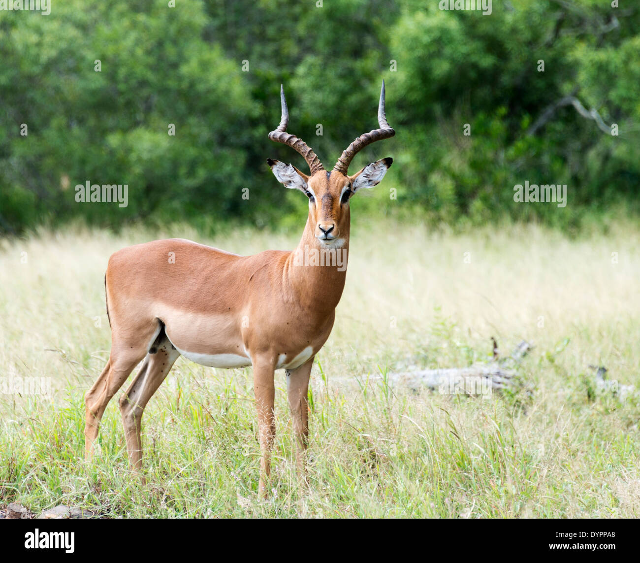 Impala mâle parc national Kruger en Afrique du Sud Banque D'Images