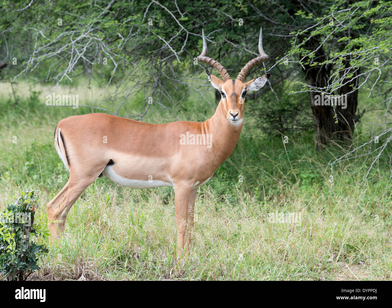 Impala parc national Kruger en Afrique du Sud Banque D'Images