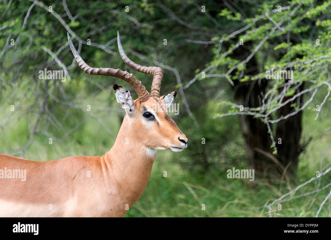 Impala mâle parc national Kruger en Afrique du Sud Banque D'Images