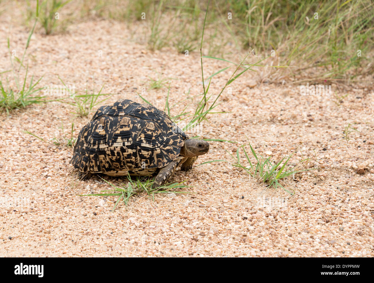 Une tortue tortue de terre qui traversent la route dans le parc Kruger, Afrique du Sud Banque D'Images