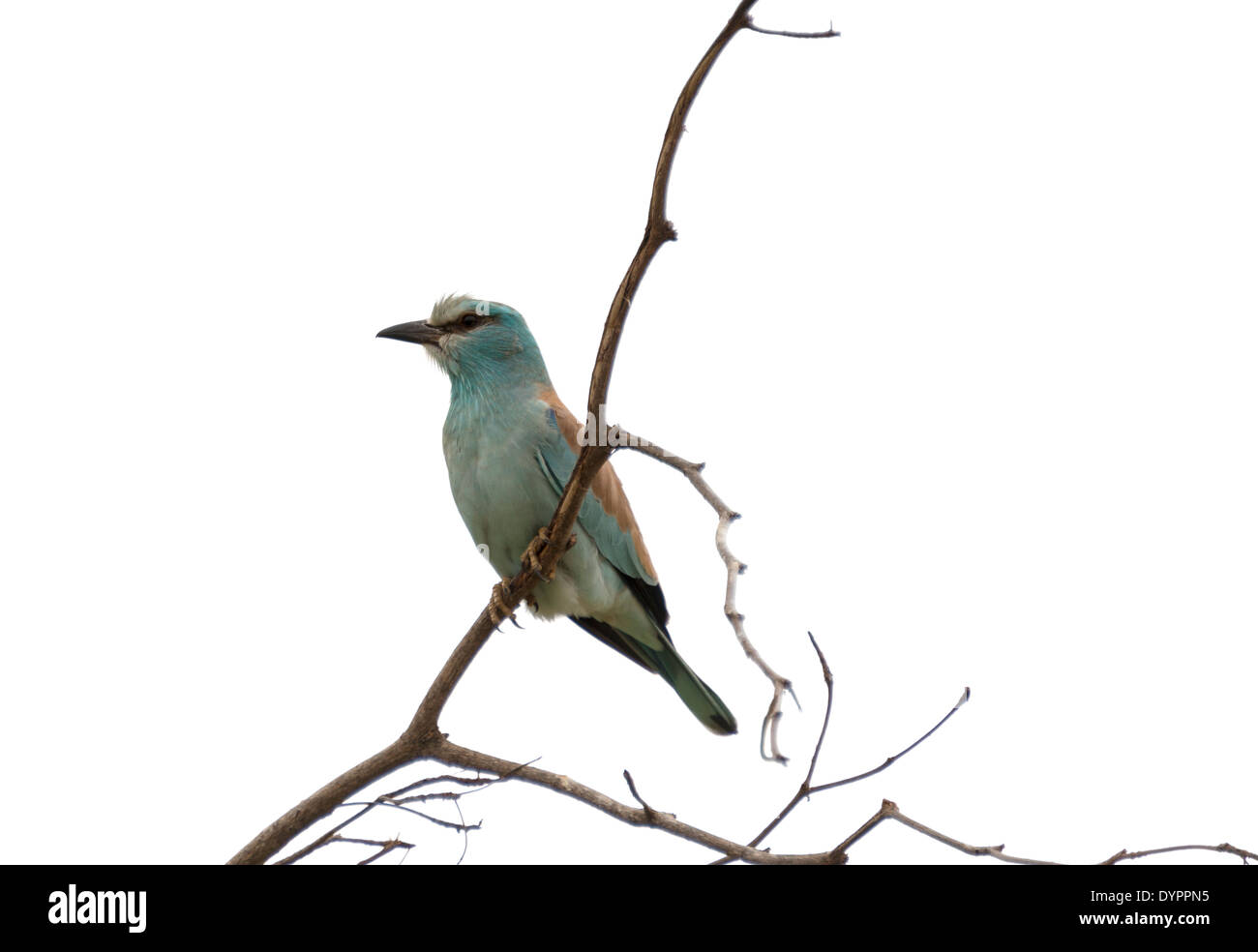 Rouleau de lilas en afrique d'oiseaux du parc national Kruger Banque D'Images