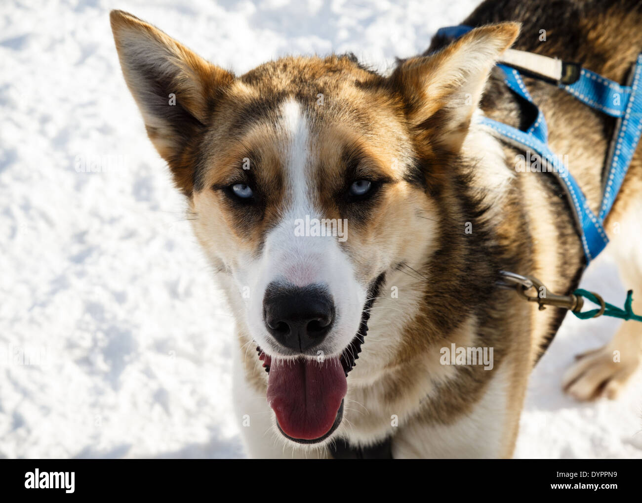 L'Alaskan Husky Banque D'Images