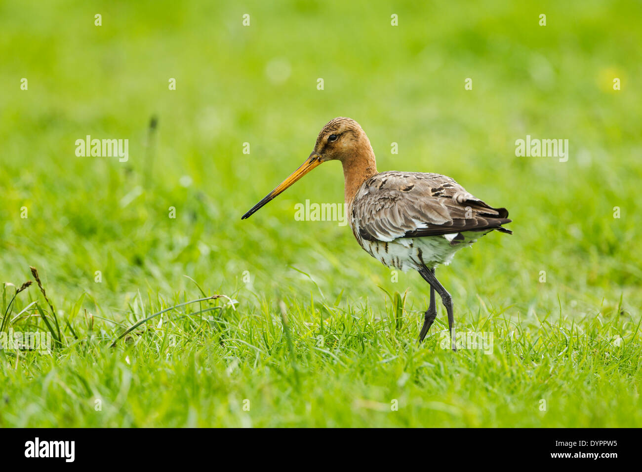 Barge à queue noire, Limosa limosa nom latin, homme, debout dans un pré herbeux Banque D'Images