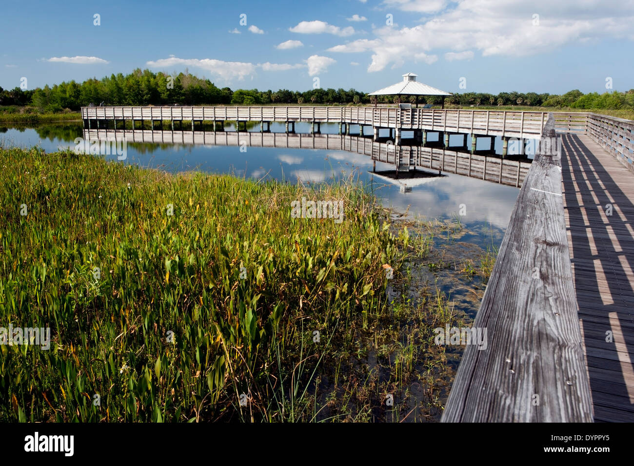 Promenade à Green Cay Wetlands - Boynton Beach, Floride USA Banque D'Images