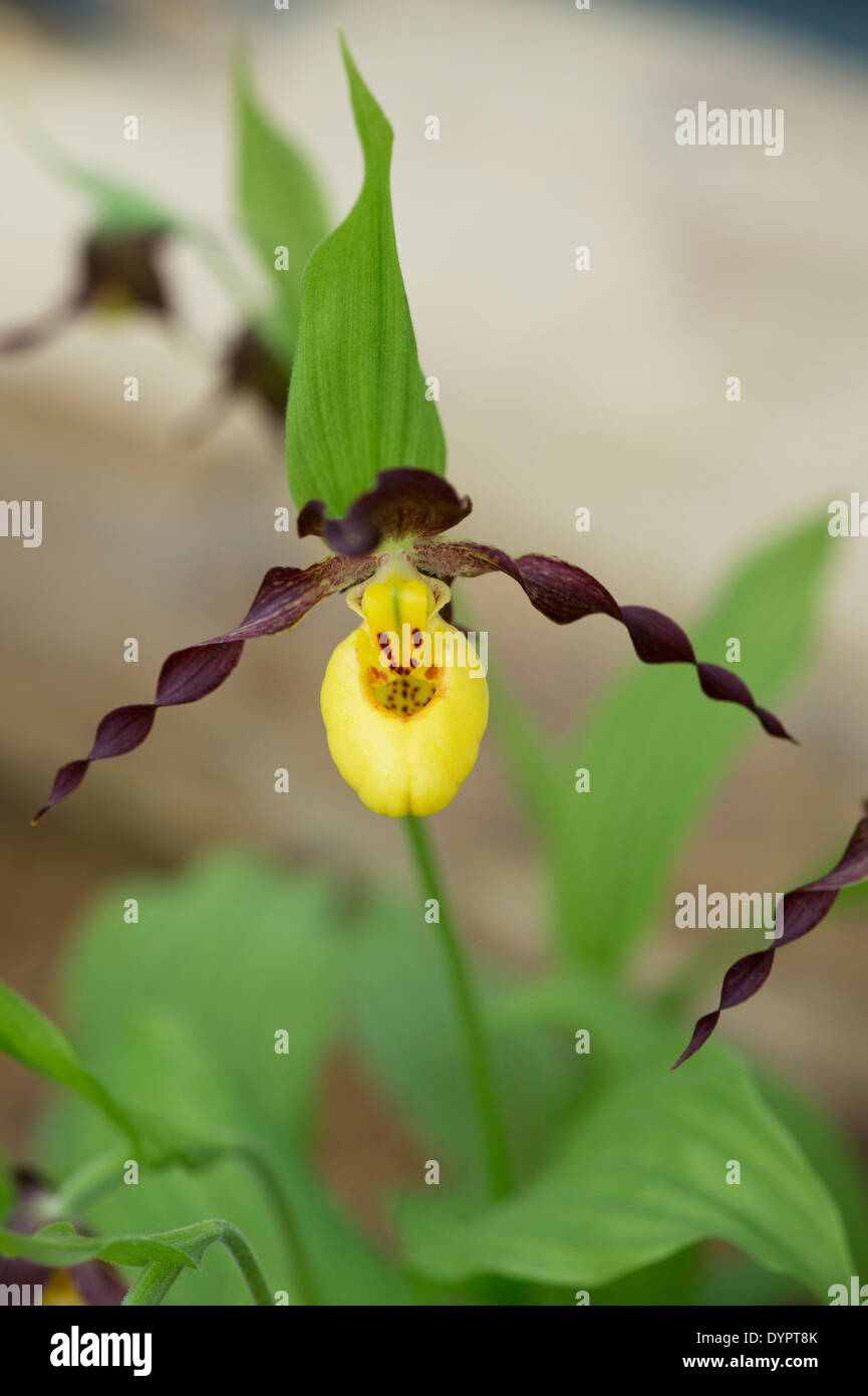 Cypripedium Parviflorum. Ladys jaune orchidée sabot. Hairy Yellow Ladyslipper. Mocassin fleur Banque D'Images