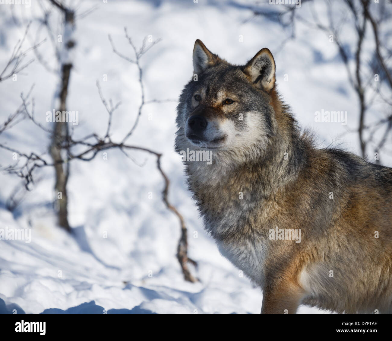 Le loup arctique (Canis lupus arctos) Banque D'Images