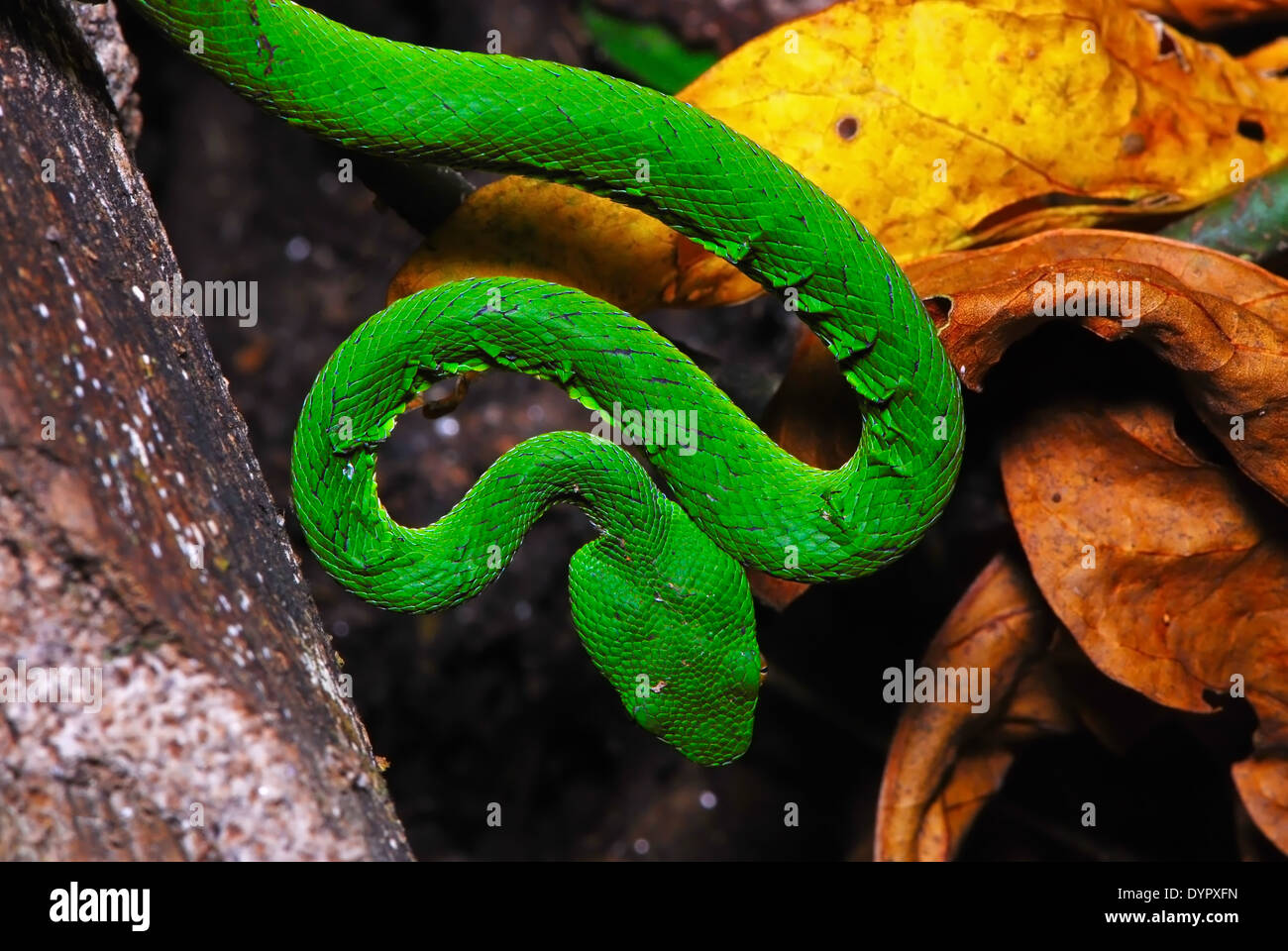 Serpent vert, vert pit Pit Viper Viper ou asiatique, dans la forêt au sol Banque D'Images