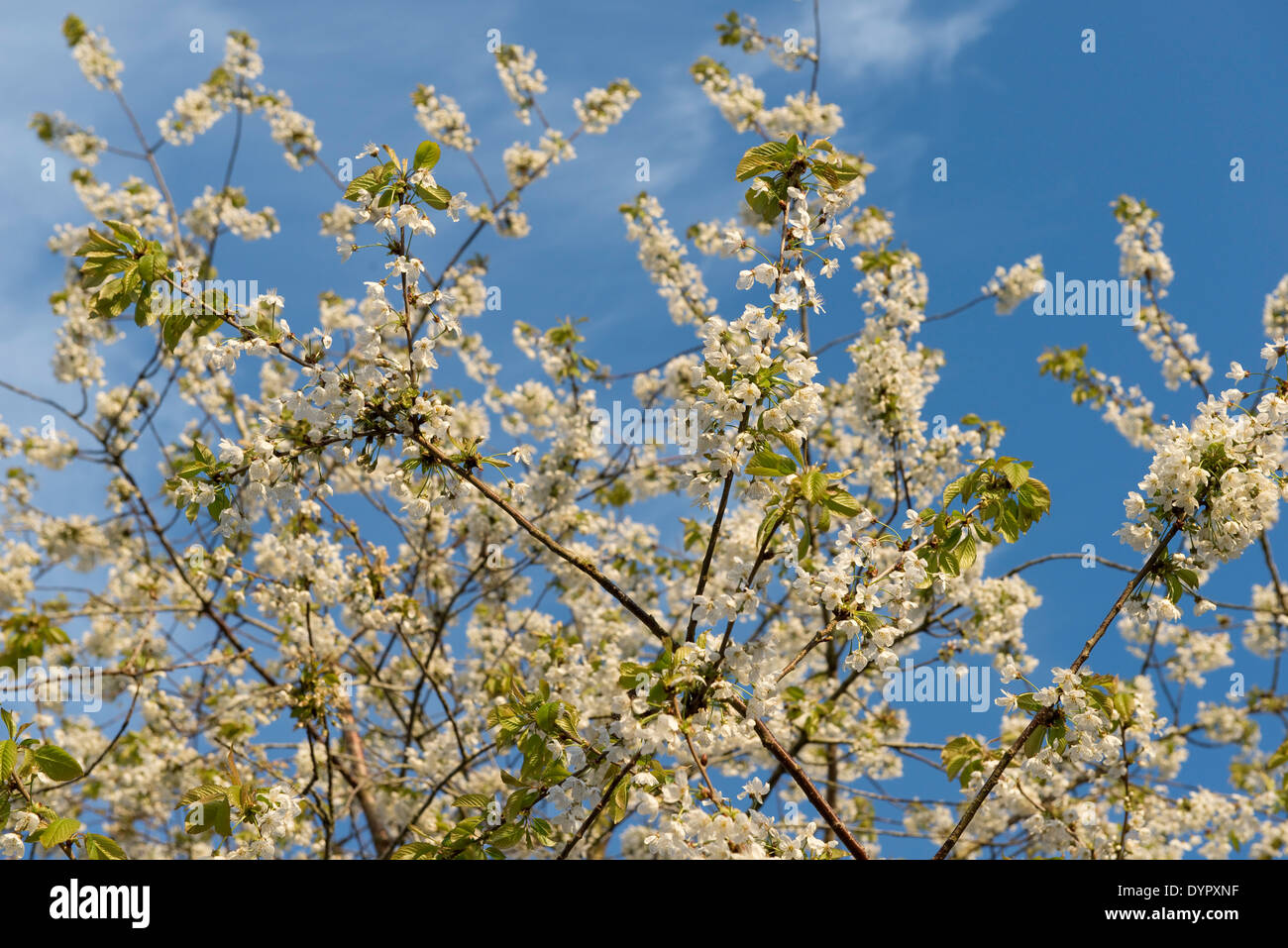 Fleurs sur un arbre de la cerise sauvage, Prunus avium, contre un ciel bleu printemps Banque D'Images