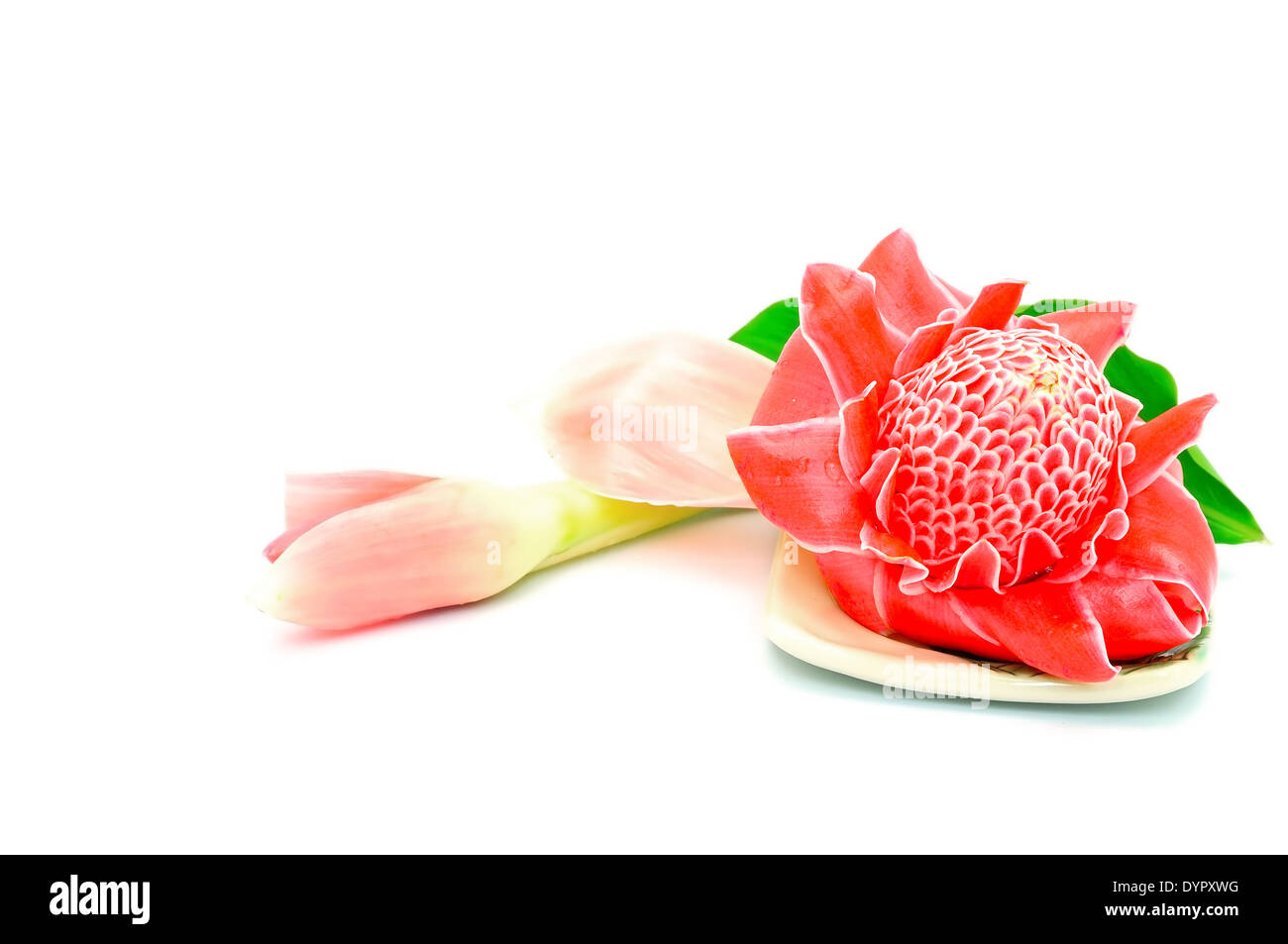 Fleur tropicale, rouge de porcelaine (Etlingera elatior), isolé sur fond blanc Banque D'Images