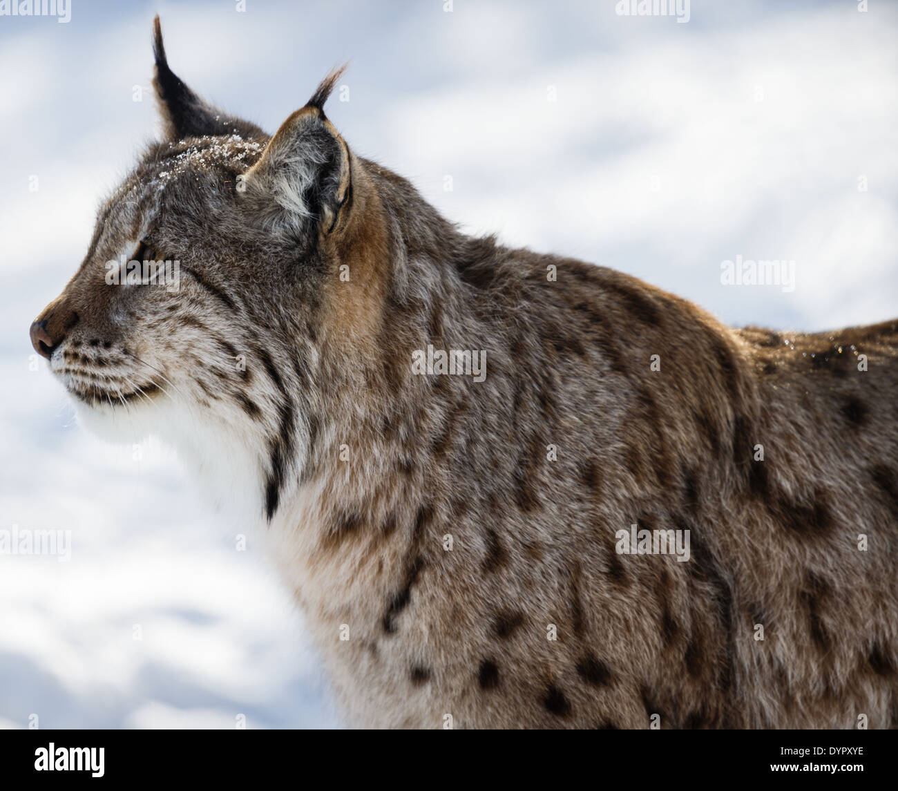 Un lynx dans les déchets de neige du nord de la norvège Banque D'Images
