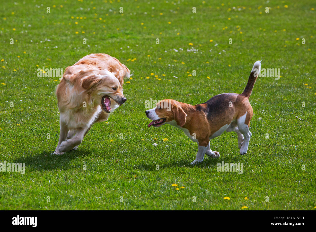 Golden retriever et beagle chien qui court et playing in garden Banque D'Images
